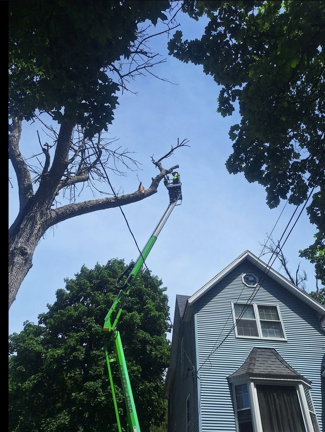 Tree removal beside a home using a bucket lift