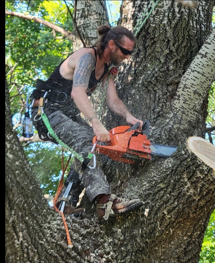 Pro Cut Tree Care arborist cutting a tree while secured with climbing gear